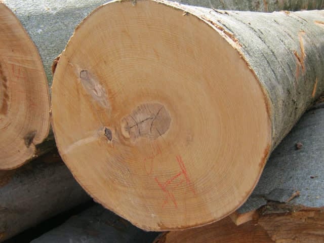 Hoe herken je droog hout